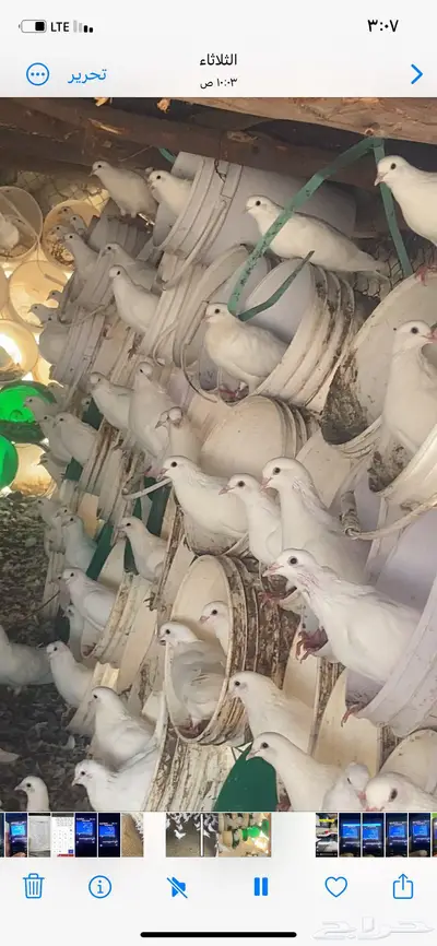 حمام فرنسي index