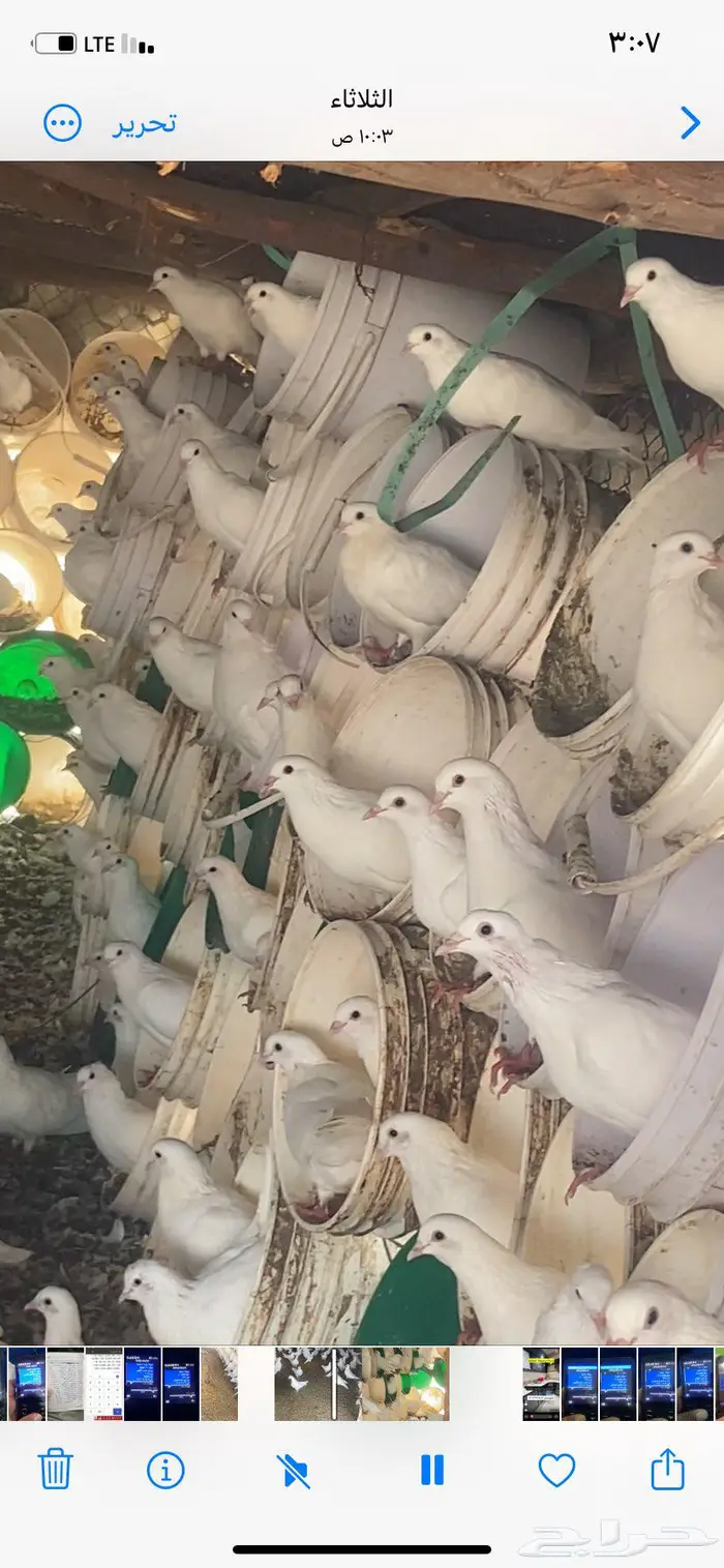 حمام فرنسي 0