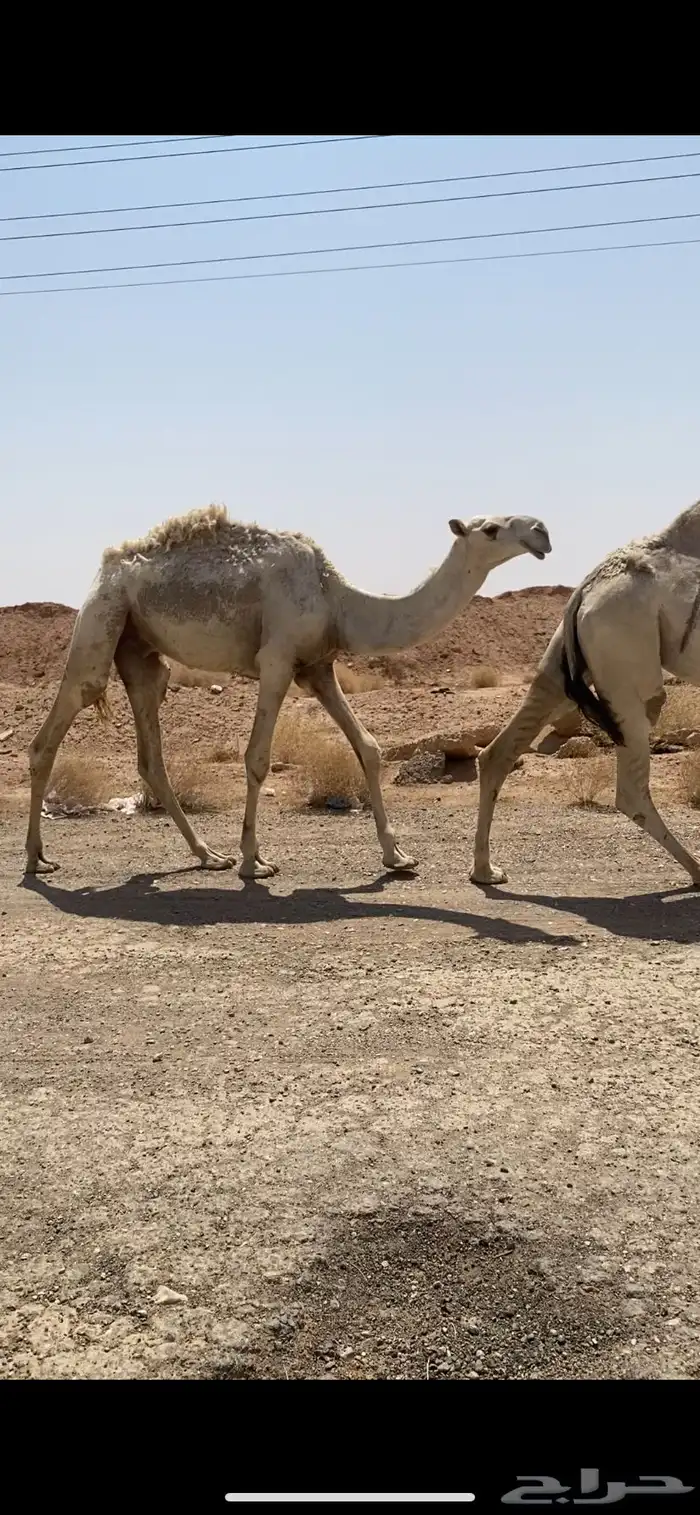 لقحه ولقيه وبعير اشقح وبعير حمر ومفروده 6