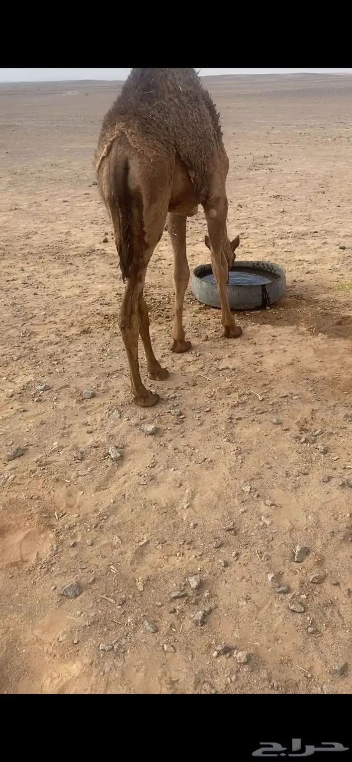 للبيع بكره طيبه 0