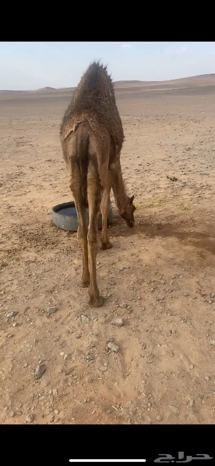 للبيع بكره طيبه 1