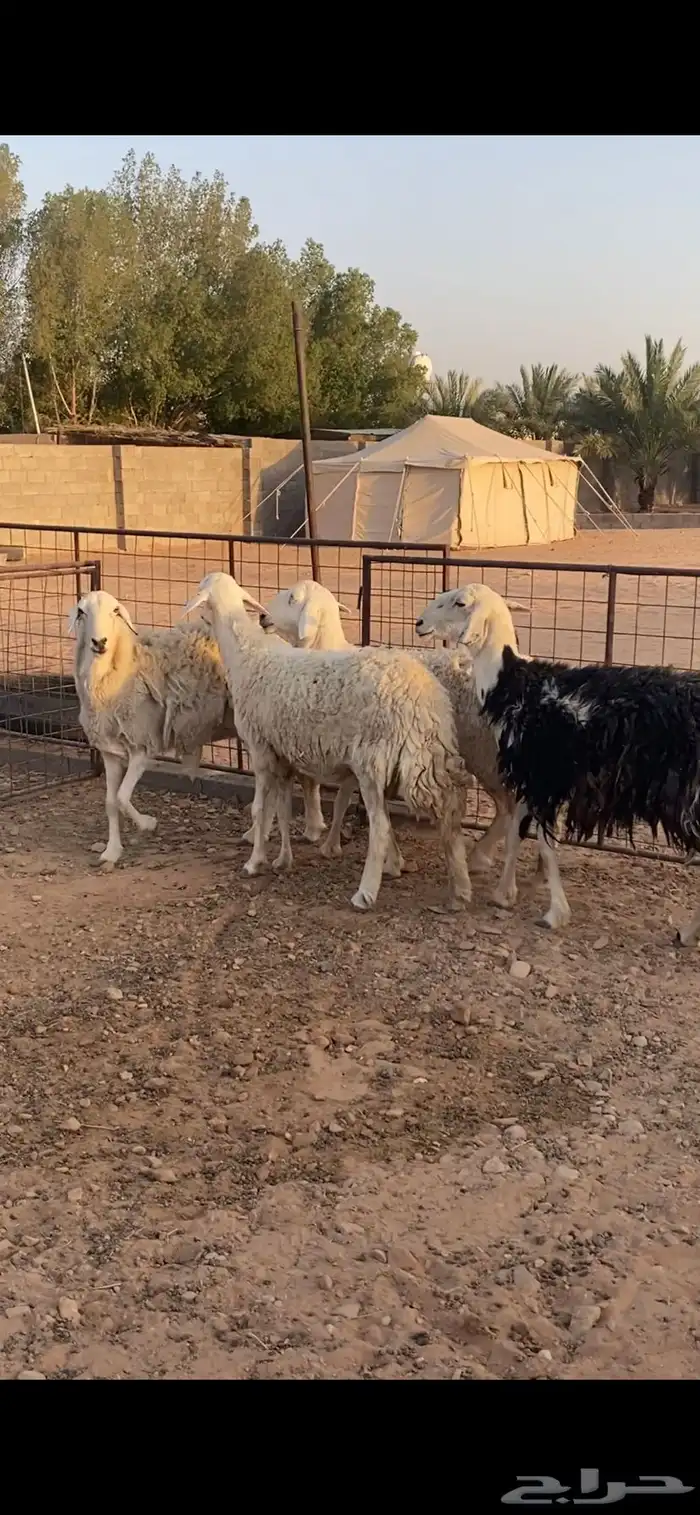شياه حريات مقاني 4