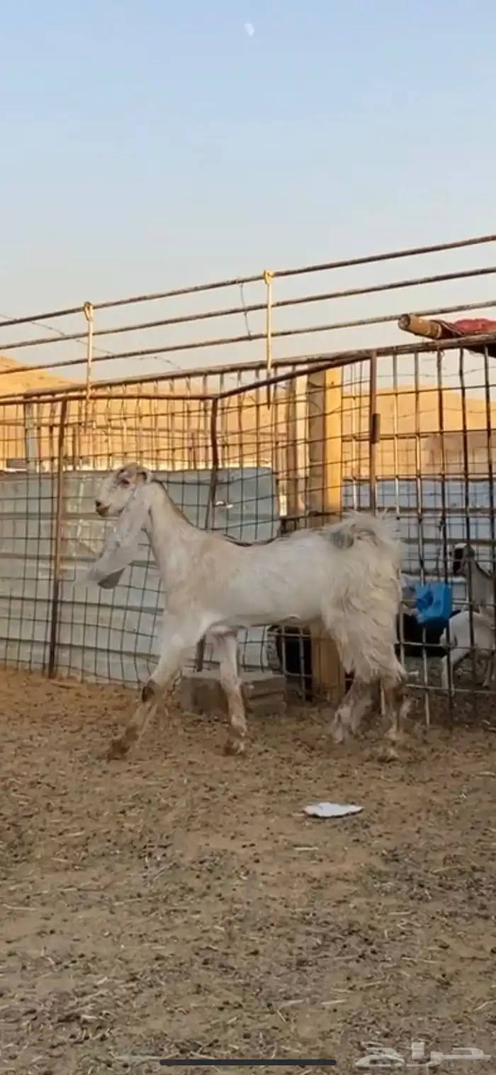جفره عارضيه مطوره خصمم 4