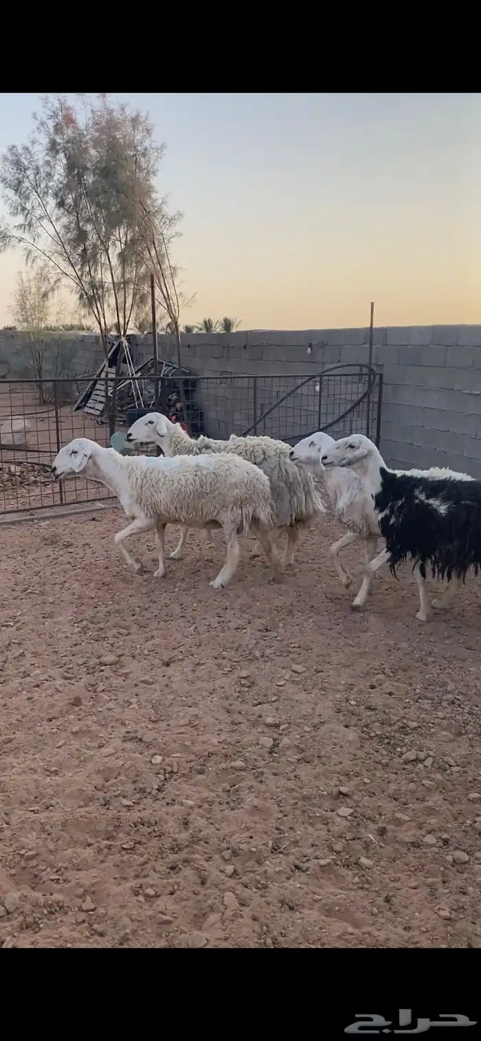 شياه حريات مقاني 3