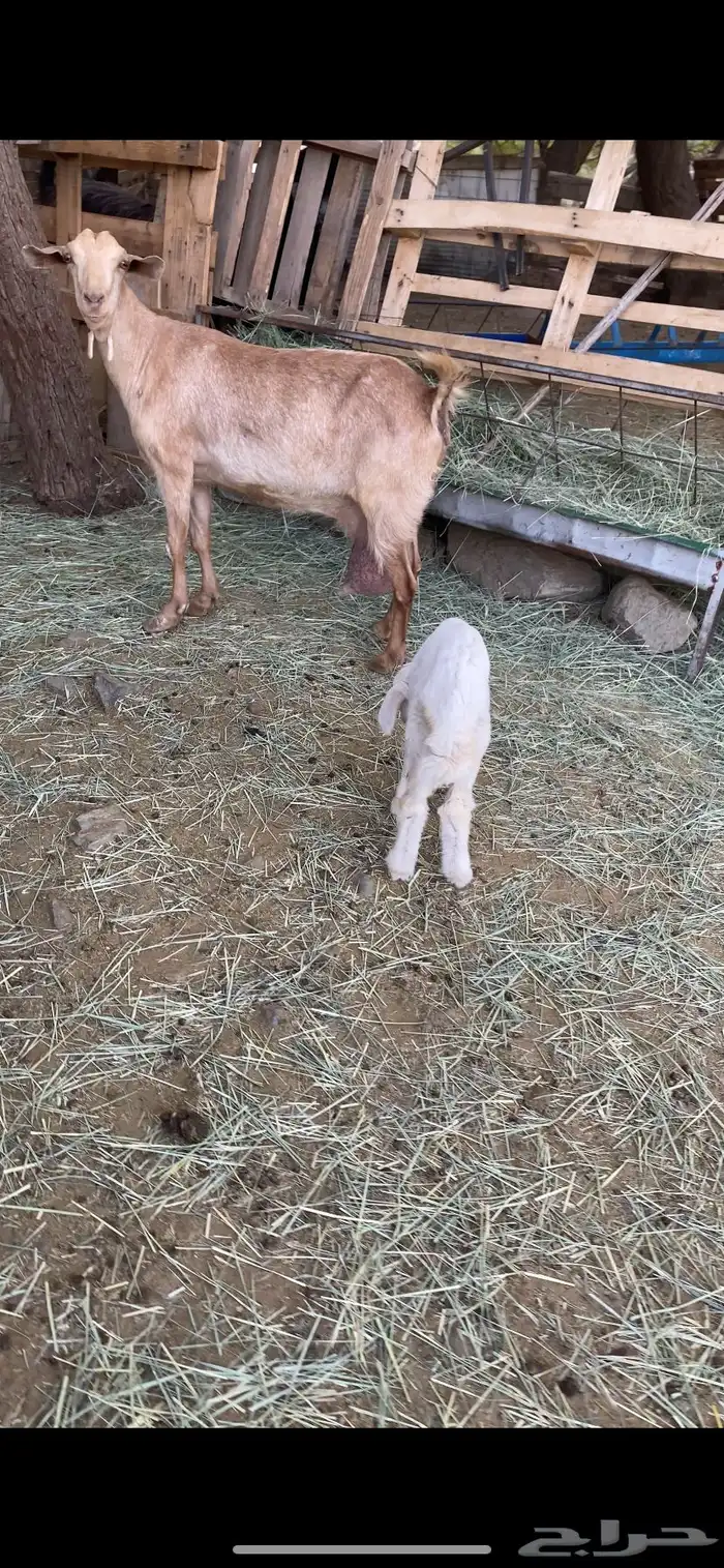 عنز حليبها واجد ودافع معها رخل 2
