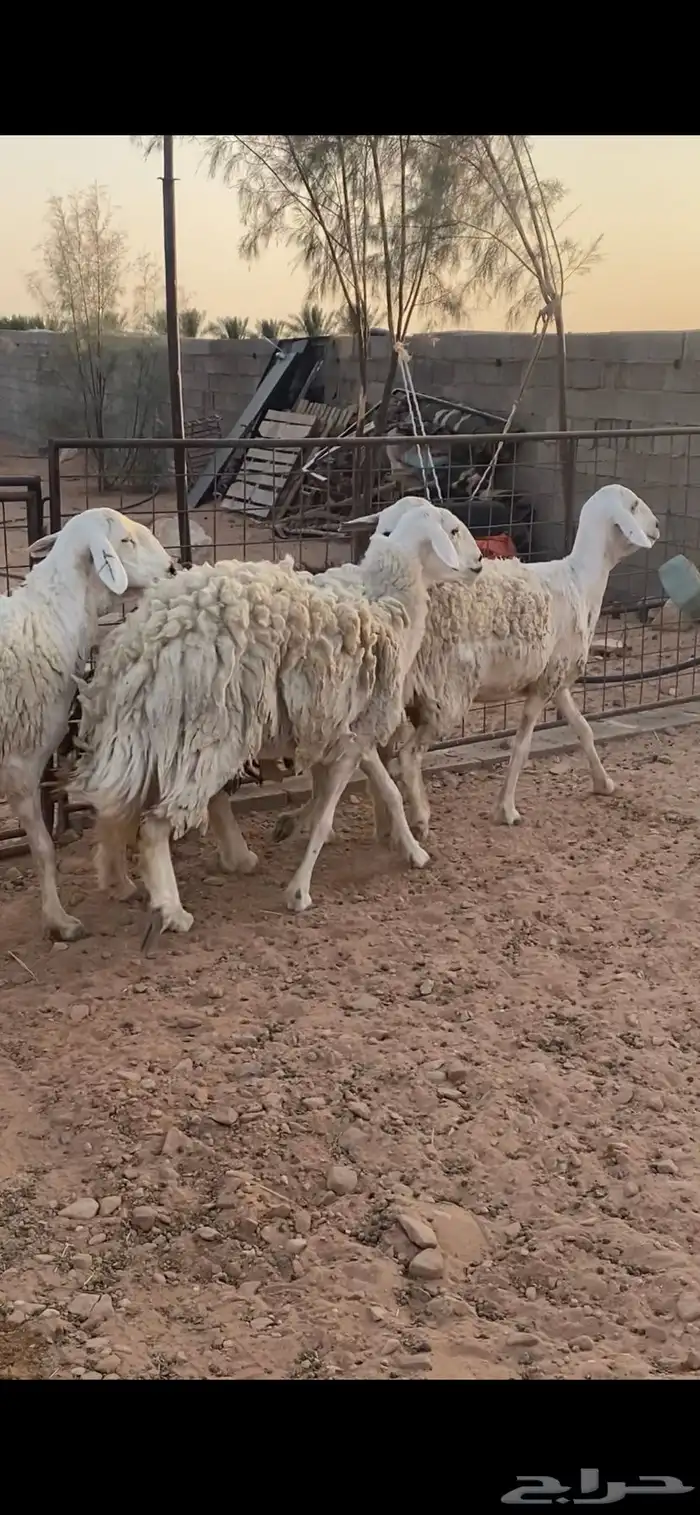 شياه حريات مقاني 0