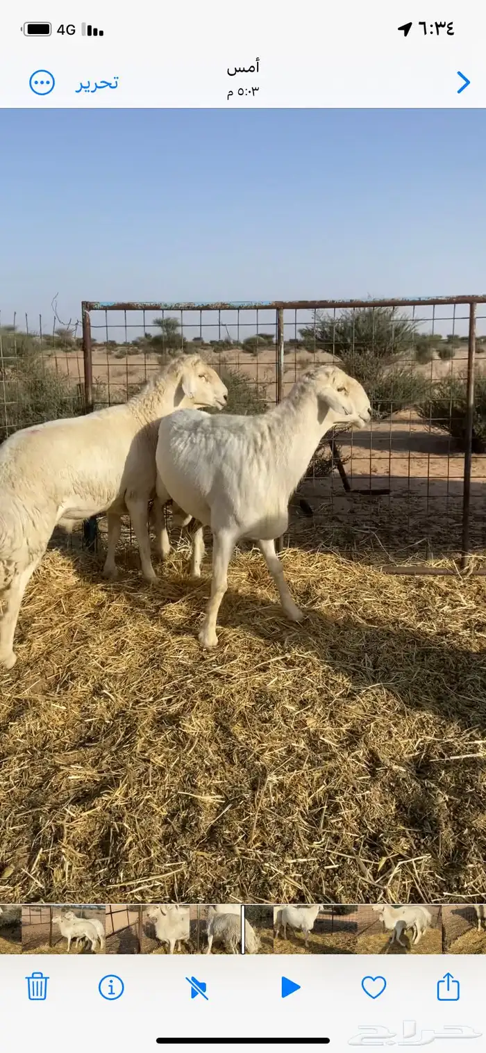 طليان فحول طيبه توهاء داخله سديس 2