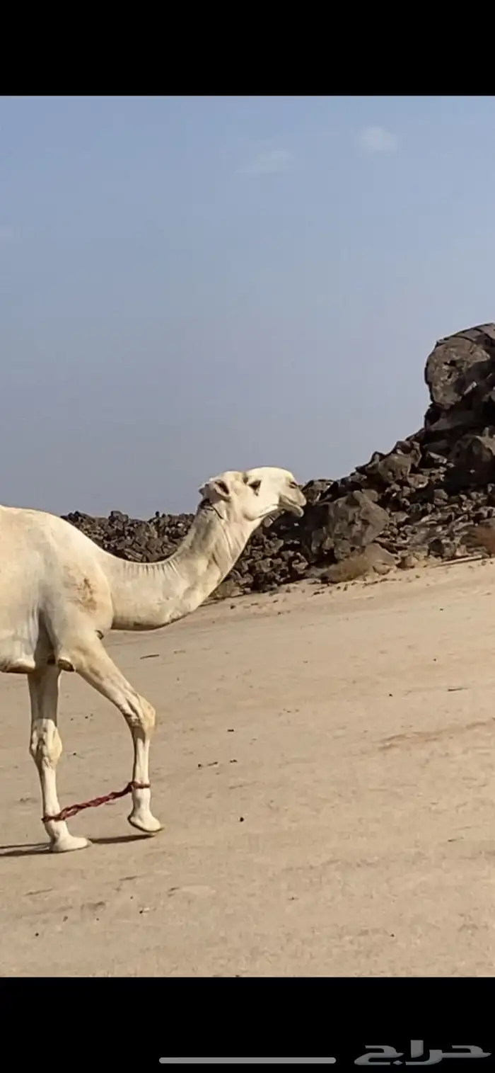 بعير 1