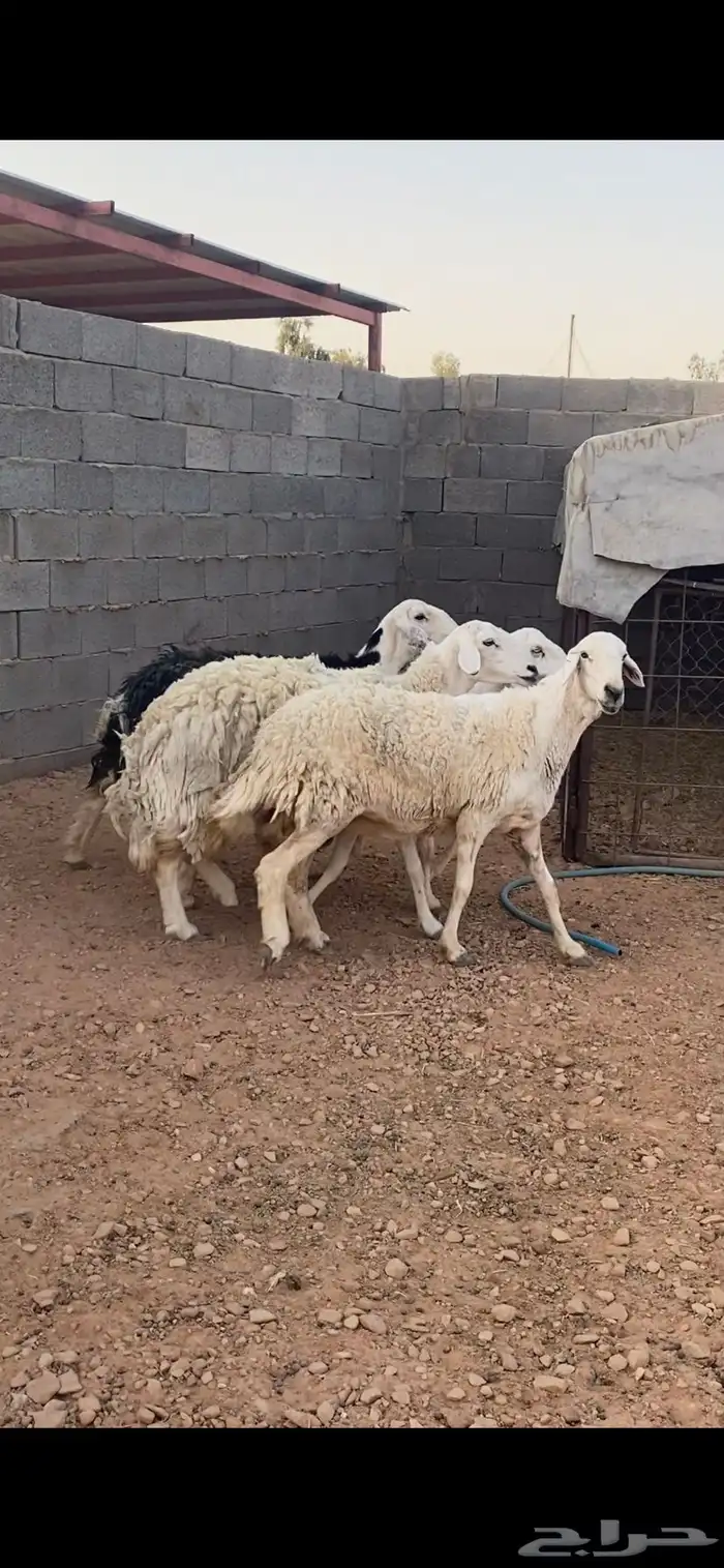 شياه حريات مقاني 1