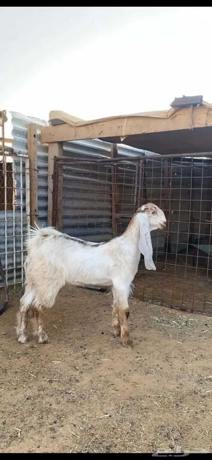 جفره عارضيه مطوره خصمم 0