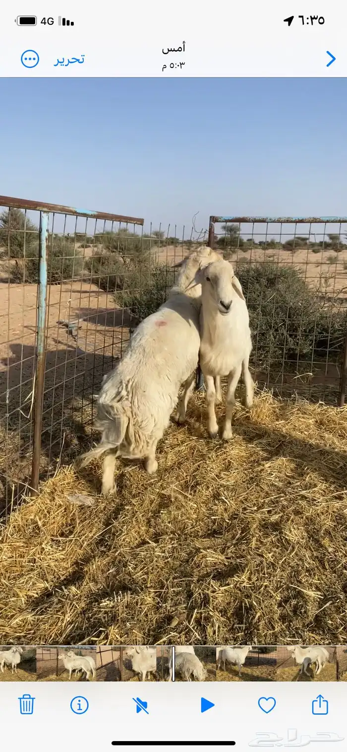 طليان فحول طيبه توهاء داخله سديس 1