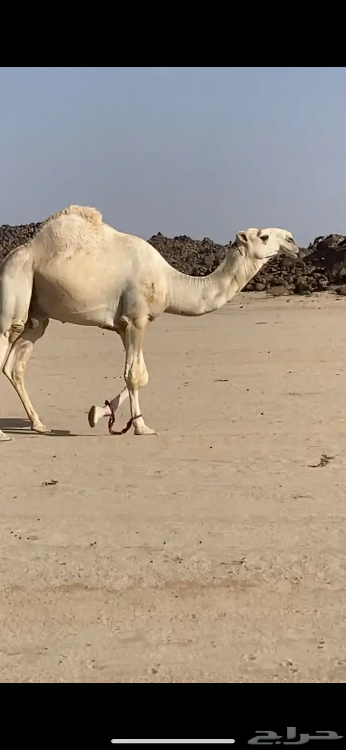 بعير 0