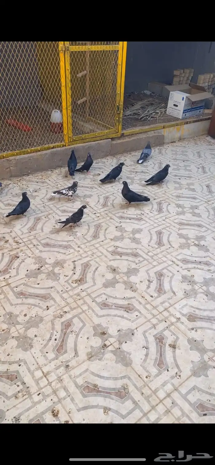 حمام قطايف للبيع 2