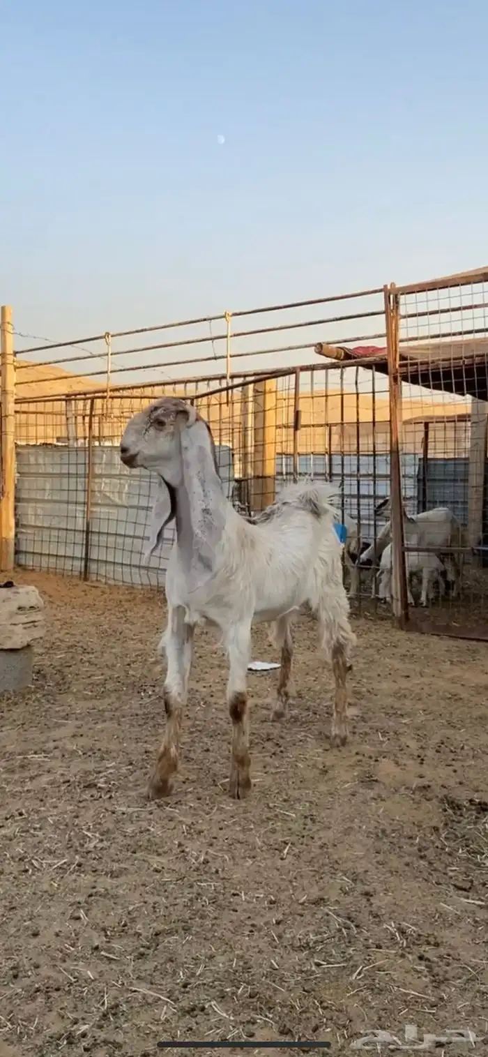 جفره عارضيه مطوره خصمم 7