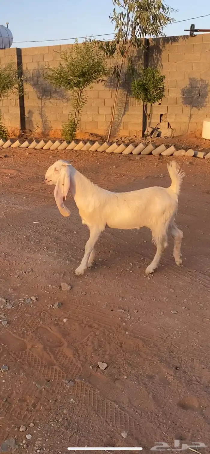 جفره مقنوي طيبه تم البيع 1