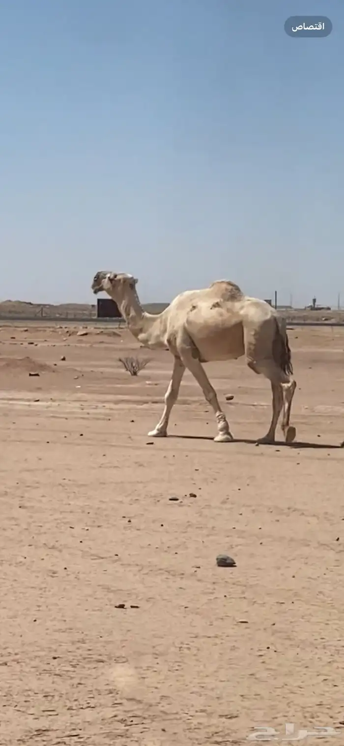 لقحه ولقيه وبعير اشقح وبعير حمر ومفروده 1
