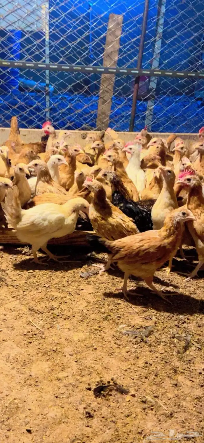 دجاج وديوك بلدي للبيع 2
