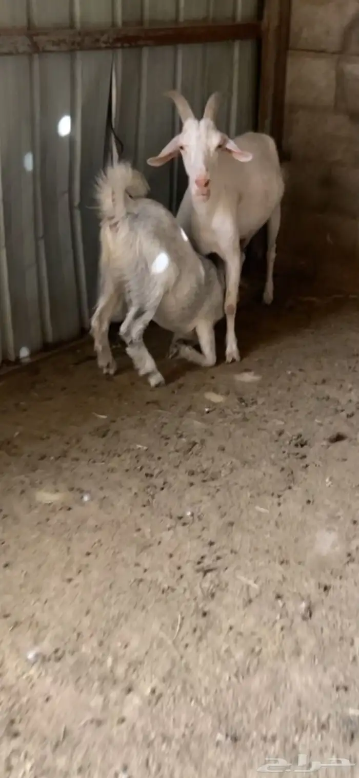 جفره للبيع طيبه ومقفله شحم 3