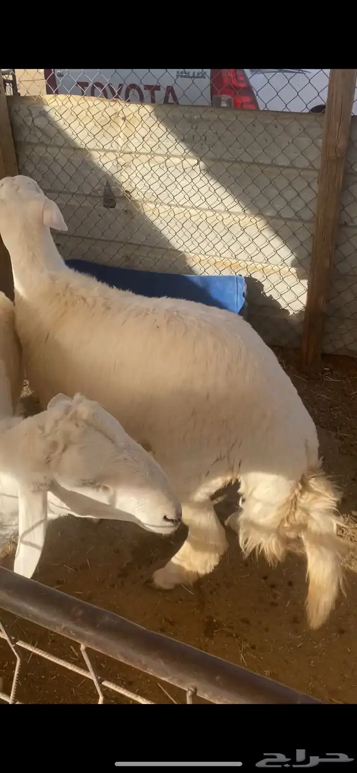 كناور حري 1