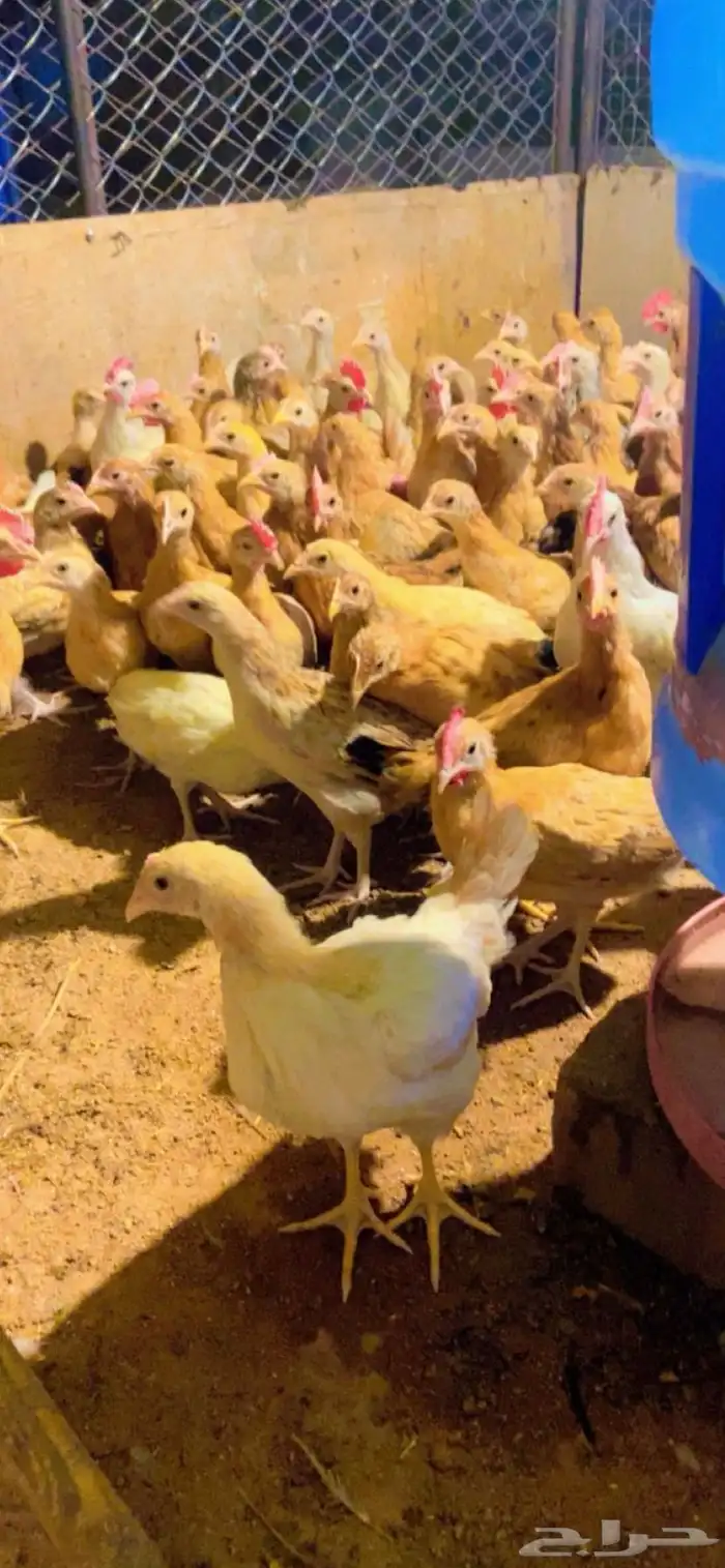 دجاج وديوك بلدي للبيع 0