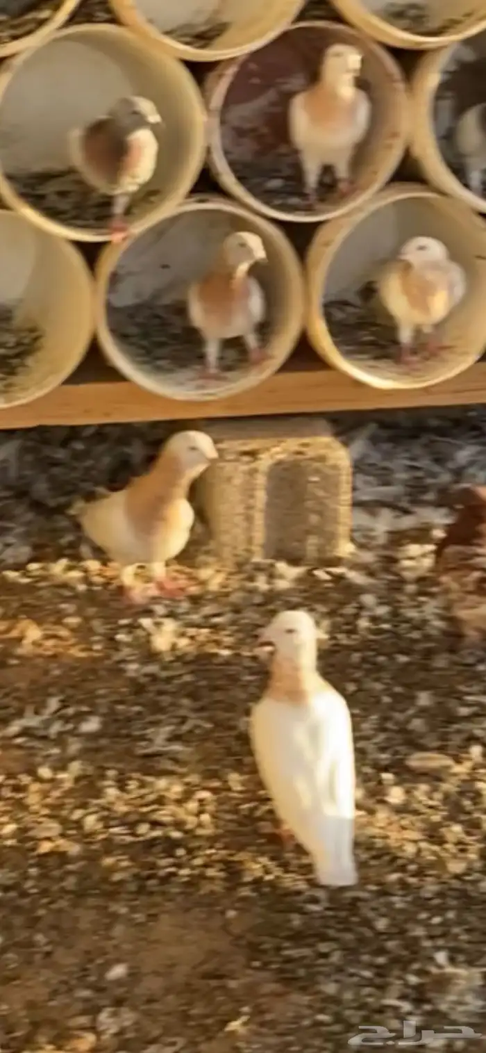 مطلوب حمام كش 0