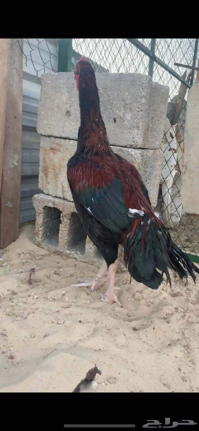ديك بكستاني فااخر 1
