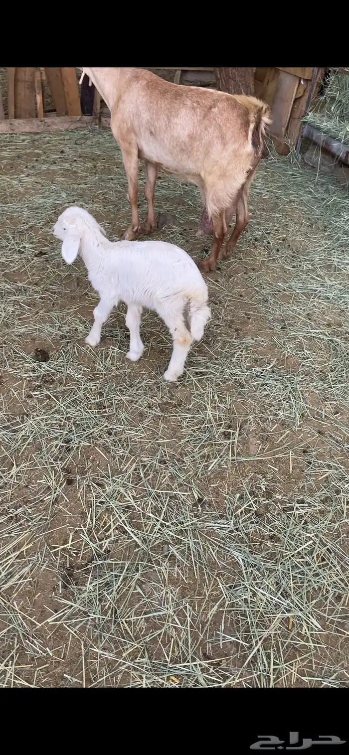 عنز حليبها واجد ودافع معها رخل 1