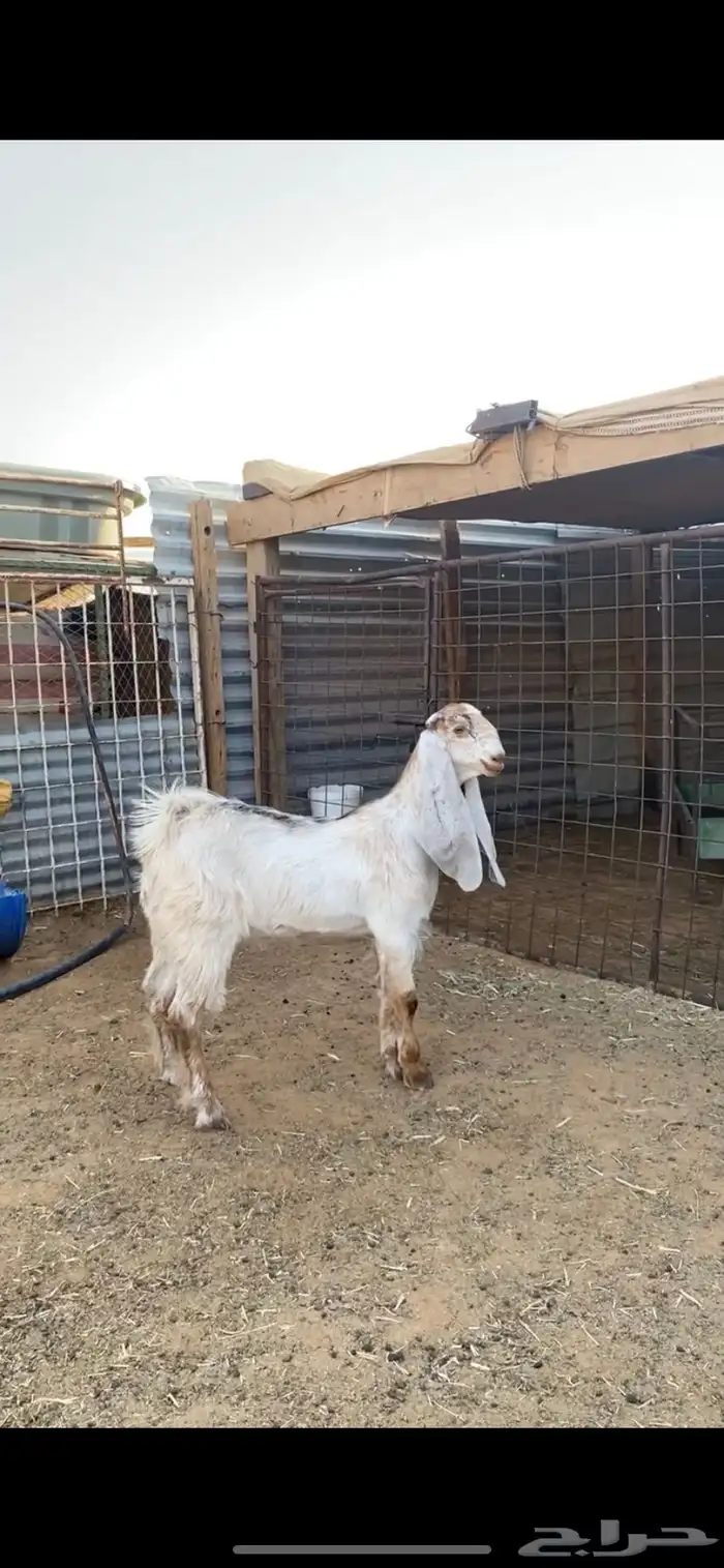 جفره عارضيه مطوره خصمم 1