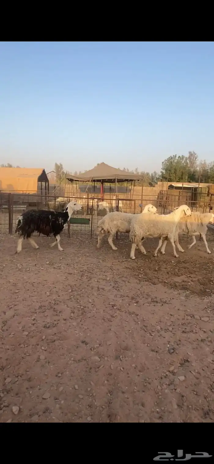 شياه حريات مقاني 2