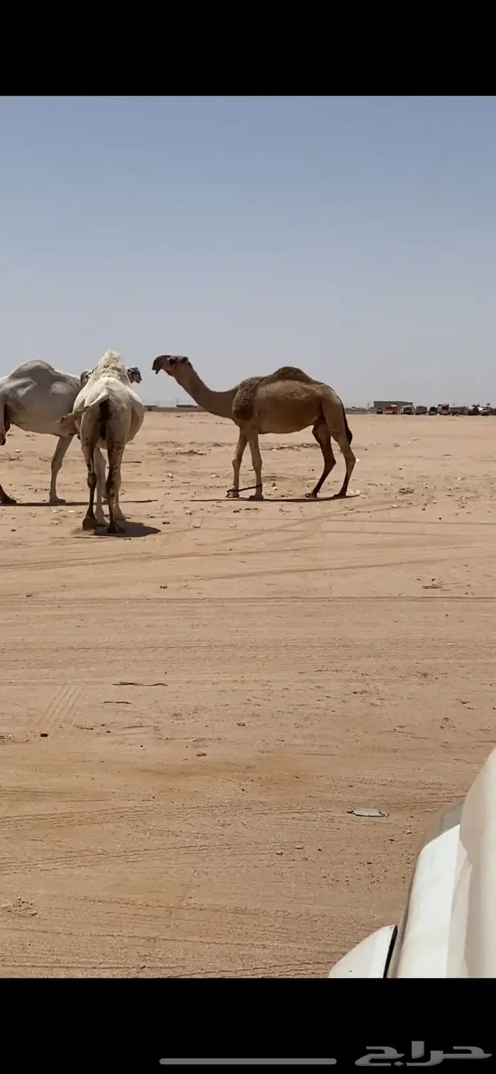 لقحه ولقيه وبعير اشقح وبعير حمر ومفروده 3