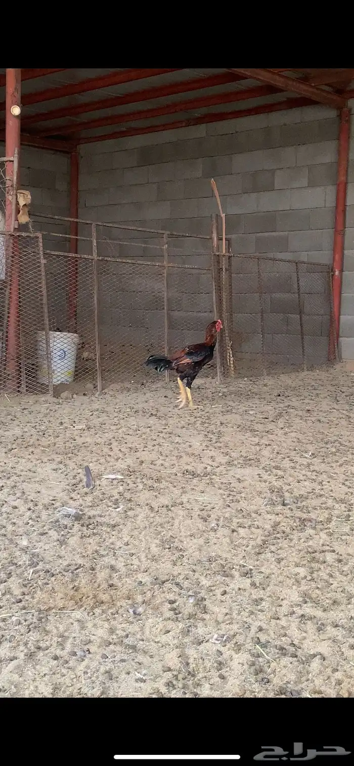ديكه باكستانيه 0
