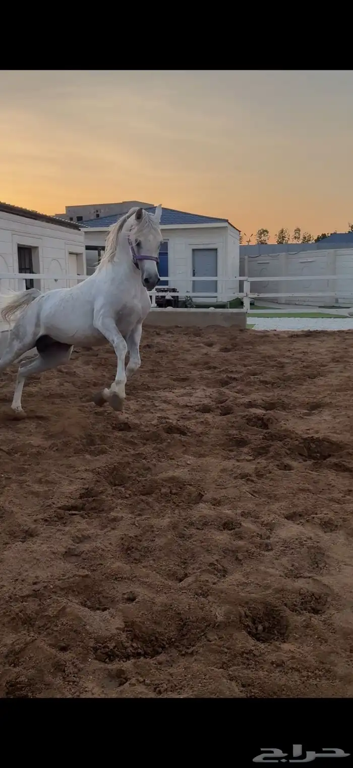 إيواء وجميع خدمات الخيل في ( مربط الحاتم ) 12