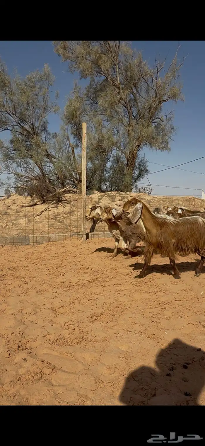 معزا عوارض صفر دفيع شرط 3