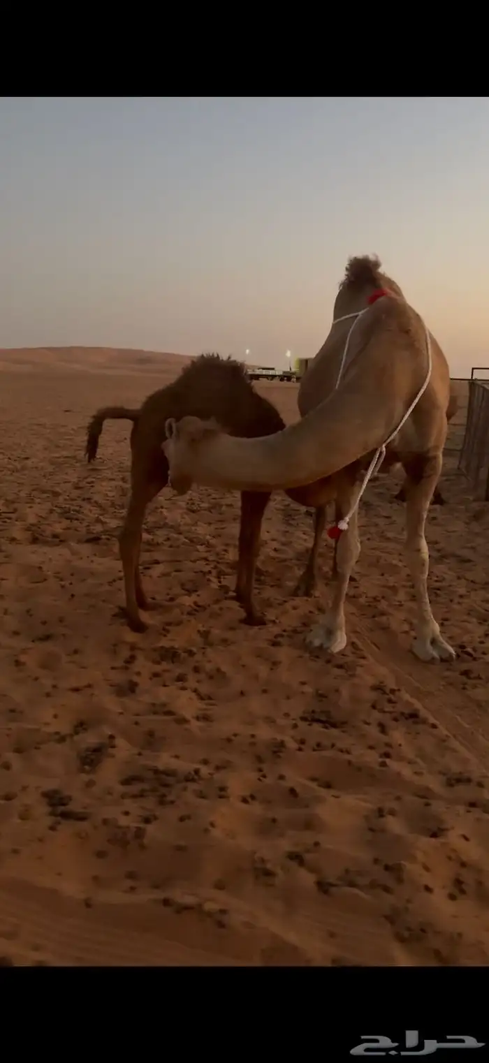 يامدورين المنايح يأهل الحليب طلبكم موجود 4
