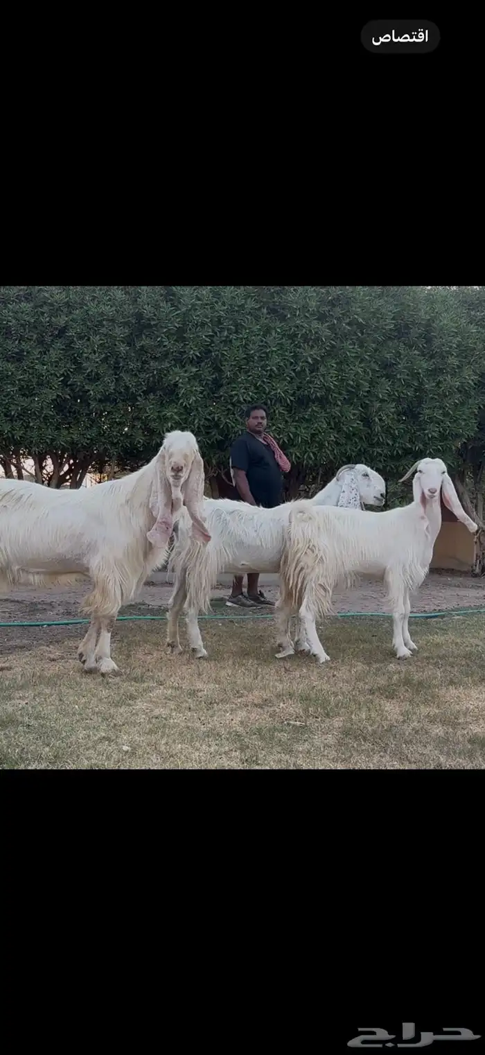 مراح مشاريك فاخره 3 ب الفحل اجم بدون قرون 3