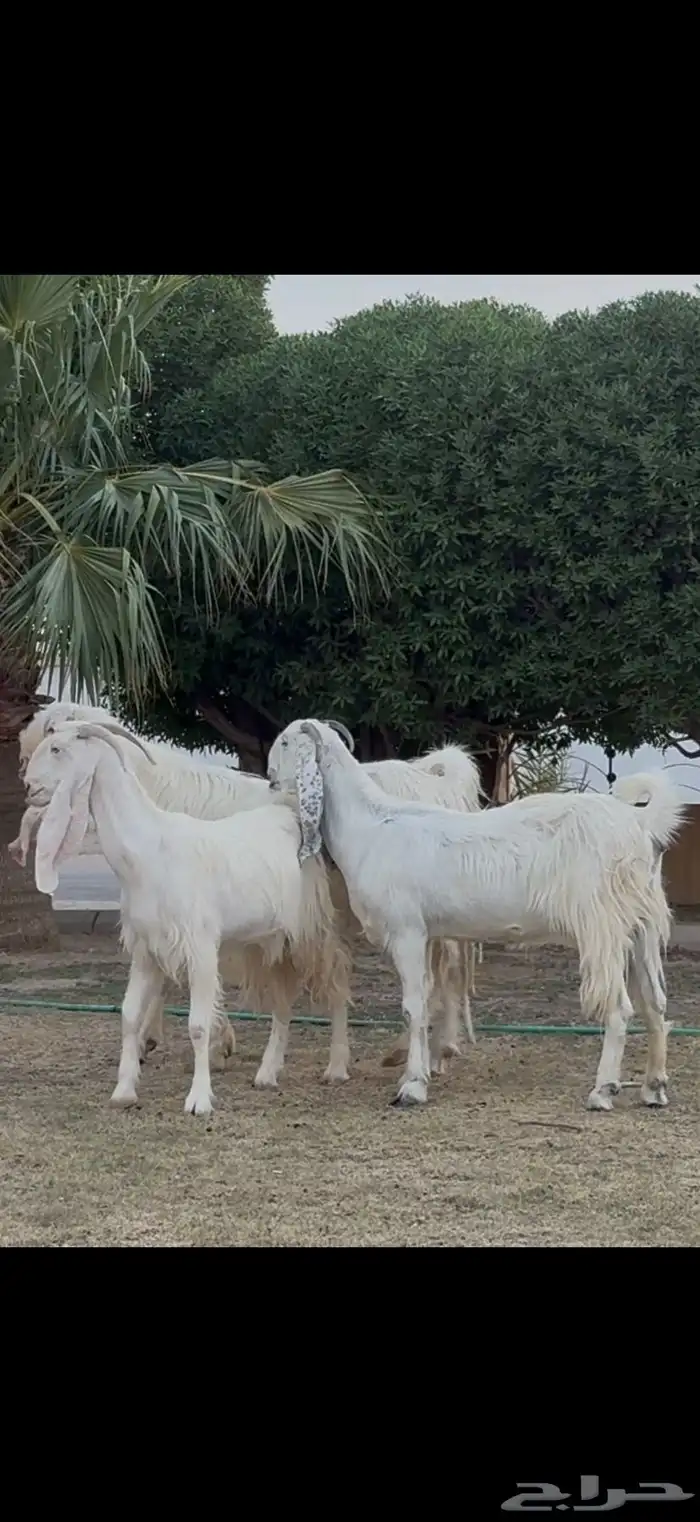 مراح مشاريك فاخره 3 ب الفحل اجم بدون قرون 6