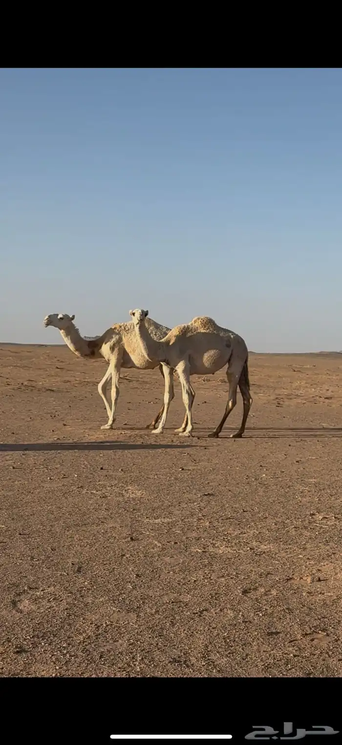 بكار مفاريد 1