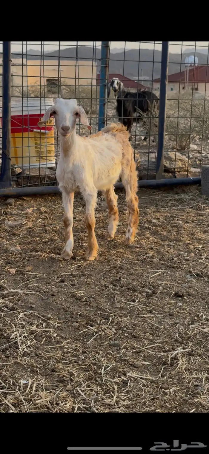 جفره ترضع 0