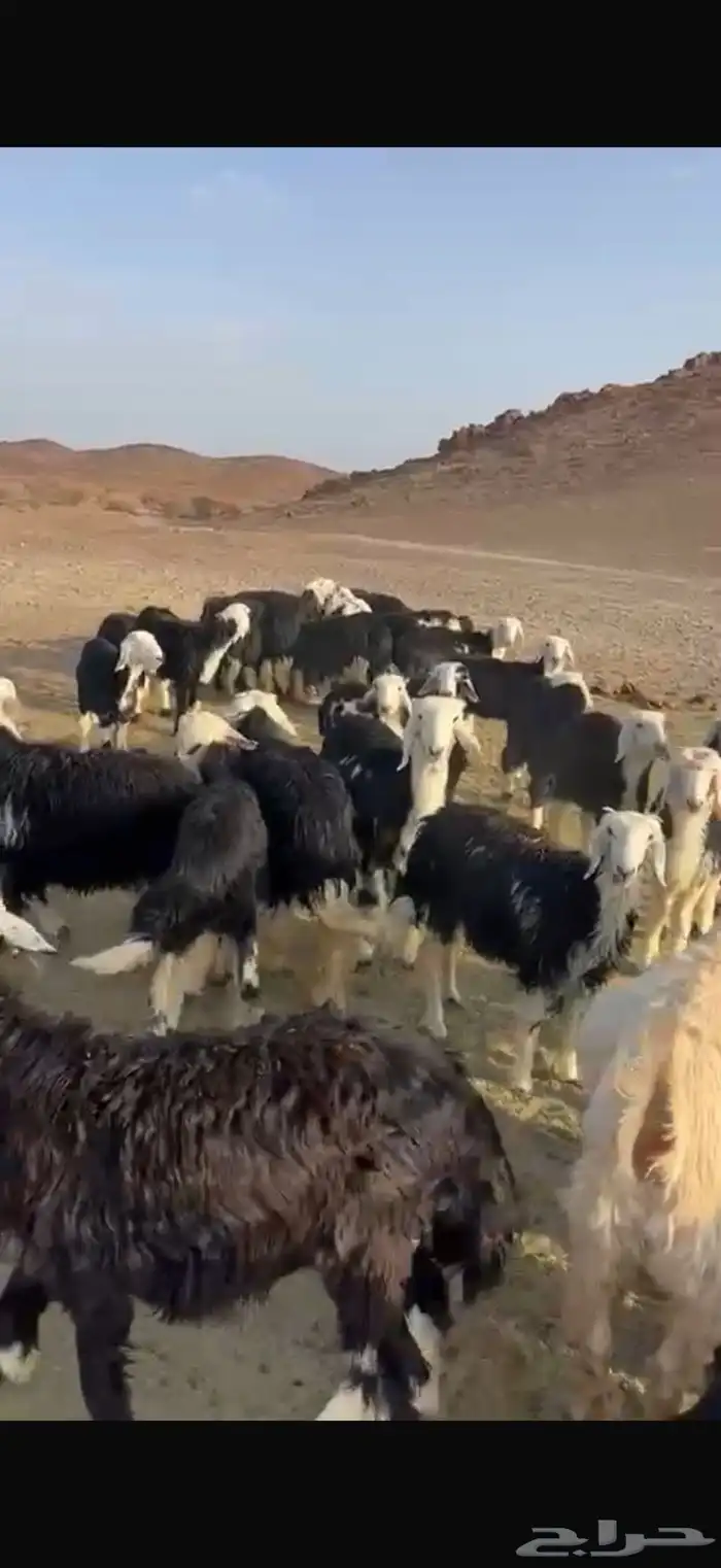 العدد 30 طليان يختار منها 20 العمر 5شهور وفوق الموقع خيبر 0