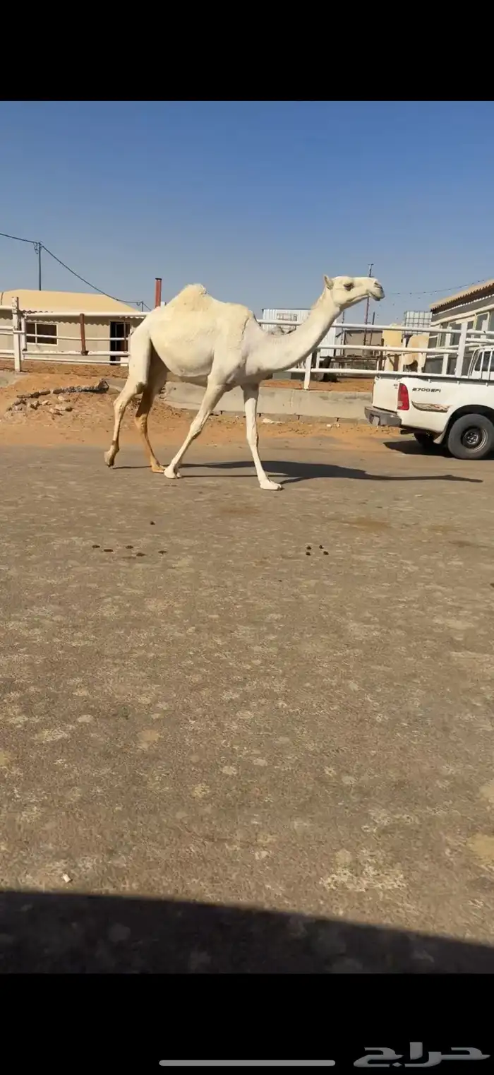بكره ضريبه 0