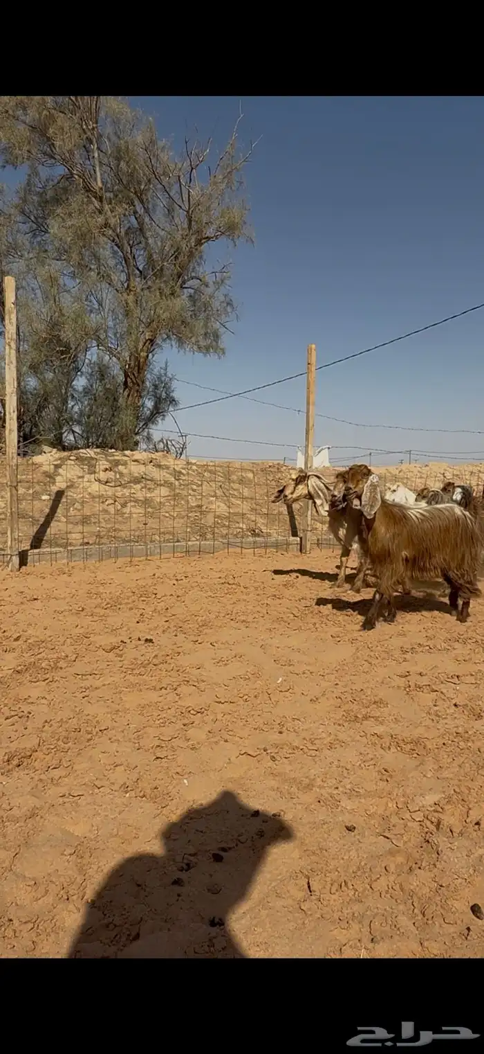 معزا عوارض صفر دفيع شرط 4