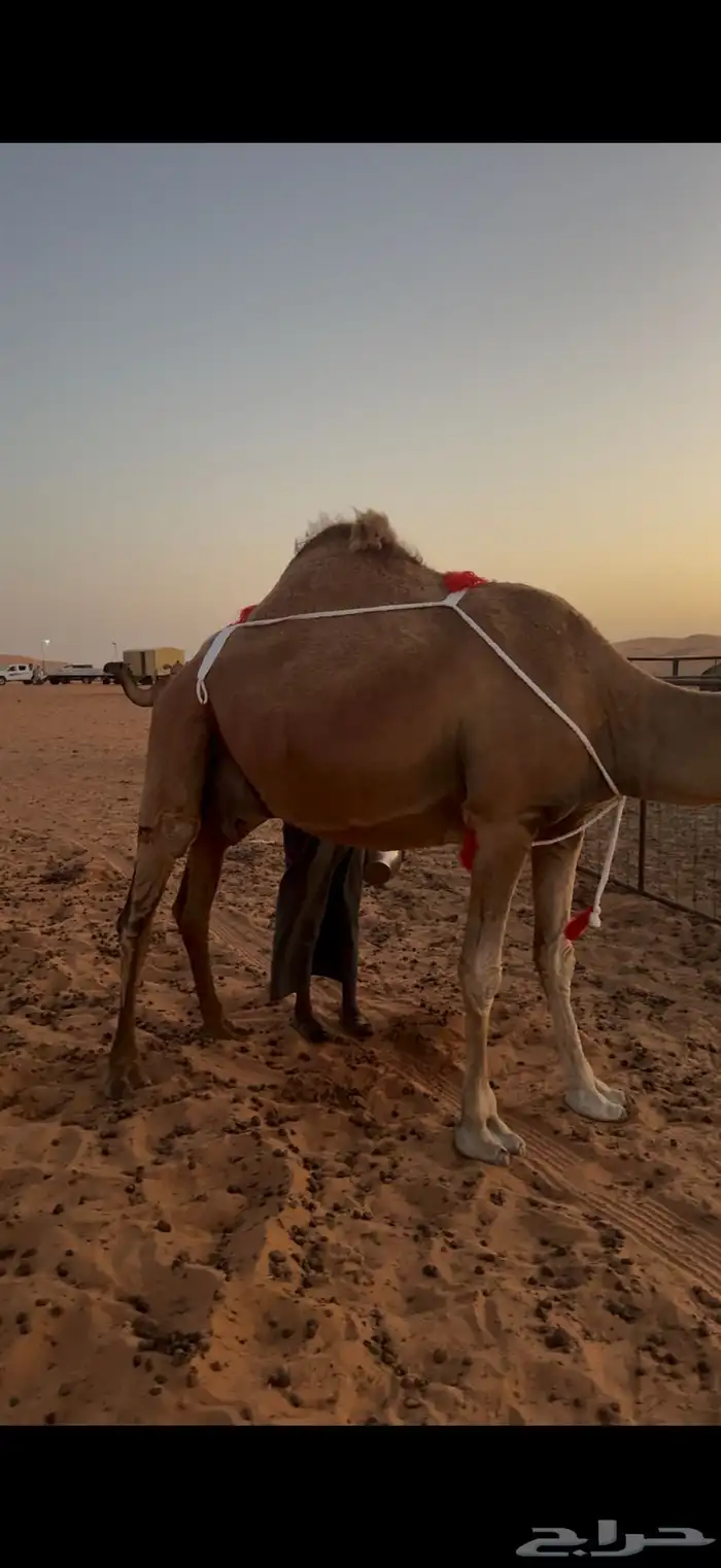 يامدورين المنايح يأهل الحليب طلبكم موجود 2