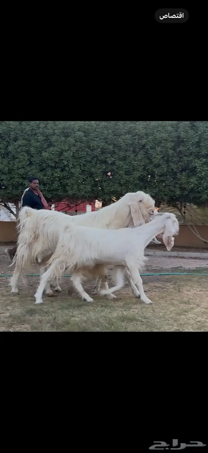 مراح مشاريك فاخره 3 ب الفحل اجم بدون قرون 8