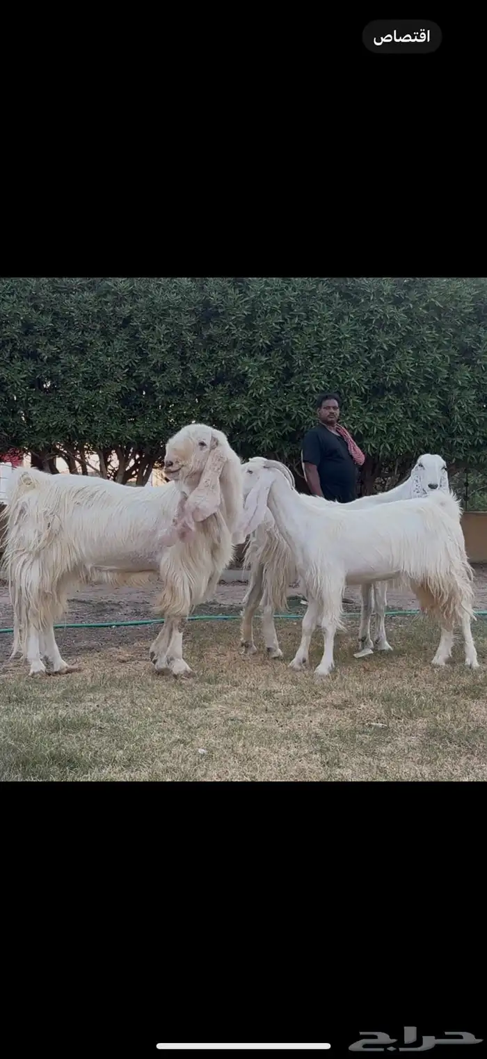 مراح مشاريك فاخره 3 ب الفحل اجم بدون قرون 1