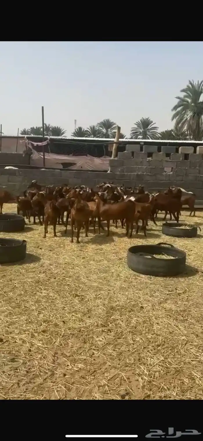 معزا تهاميه 3