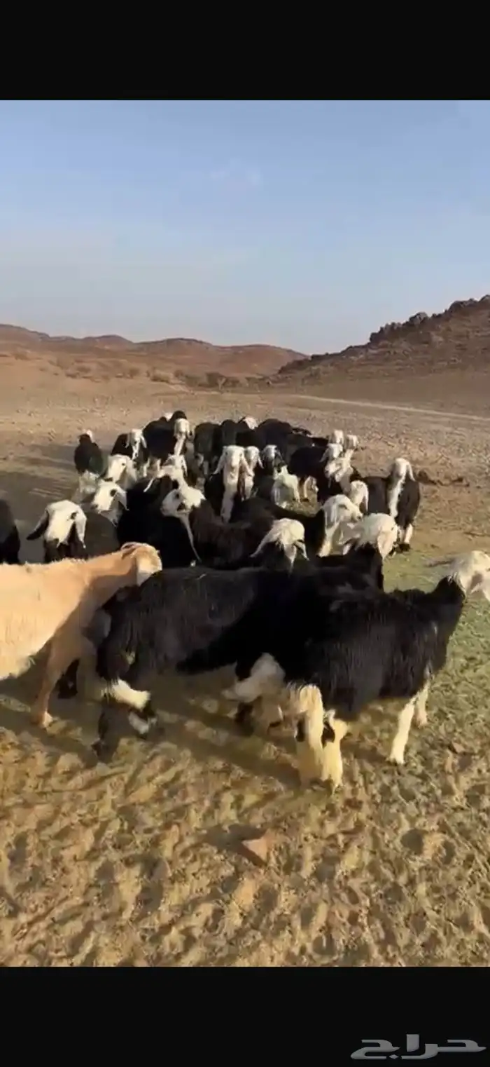 العدد 30 طليان يختار منها 20 العمر 5شهور وفوق الموقع خيبر 1