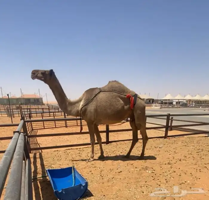 ضروبه صفرا معزوله بنتها امس منتج سنها سديس مشروطه من كل شي 0