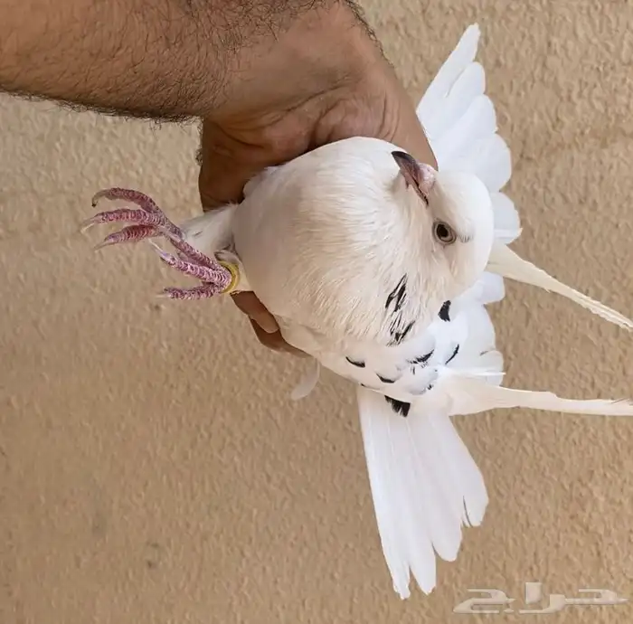 حمام قطايف انثى نمشى مزيونه 3
