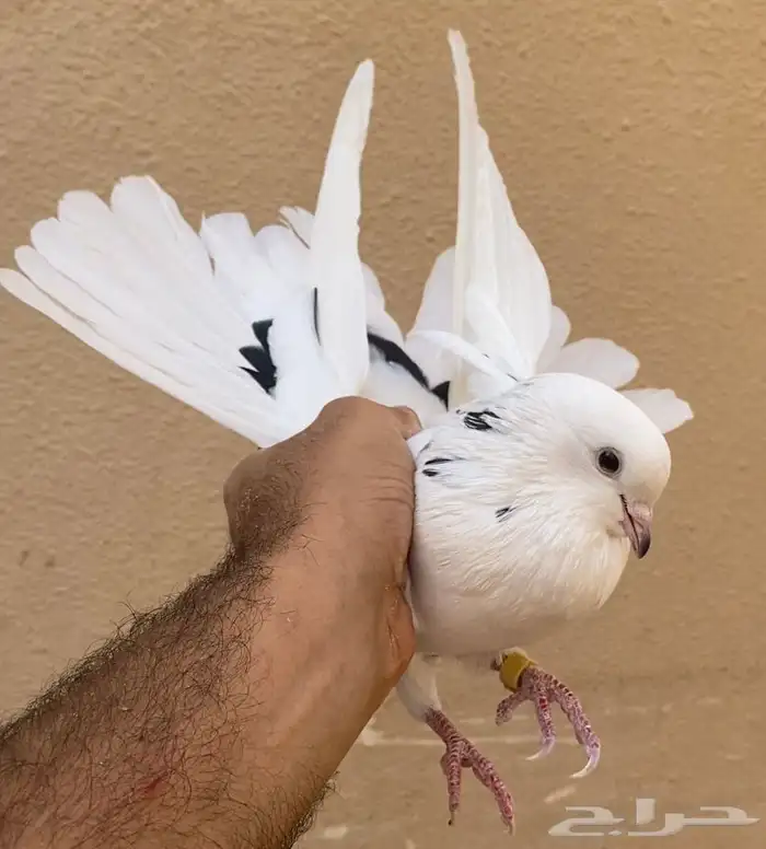 حمام قطايف انثى نمشى مزيونه 4