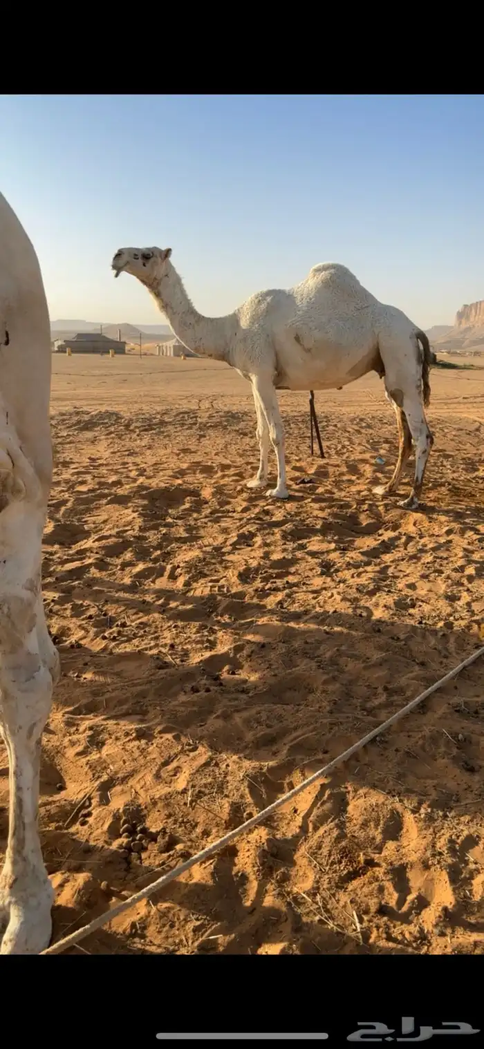 ابل 5